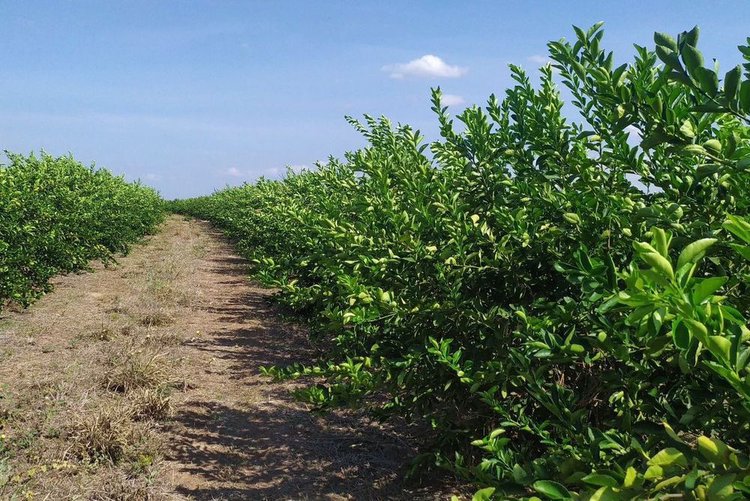 Portaria federal impulsiona produção e comercialização de cítricos no Piauí.