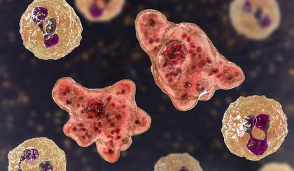 Representação gráfica da ameba "comedora de cérebro", Naegleria fowleri. (Foto: Kateryna Kon/Science Photo Library/Getty Images)