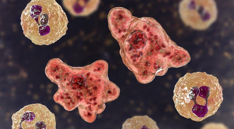 Representação gráfica da ameba "comedora de cérebro", Naegleria fowleri.