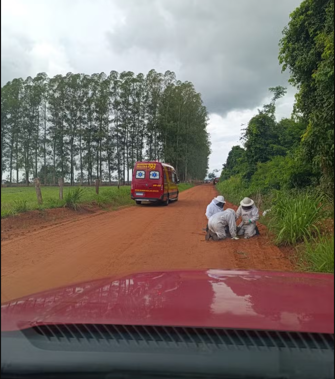 Vítima foi atacada por abelhas enquanto fugia da PRF.