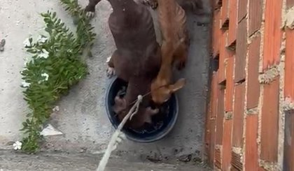 Vizinhos alimentam cachorros excessivamente magros em casa na Zona Sudeste de Teresina (Foto: Reprodução) Vizinhos alimentam cachorros excessivamente magros em casa na Zona Sudeste de Teresina (Foto: Reprodução)