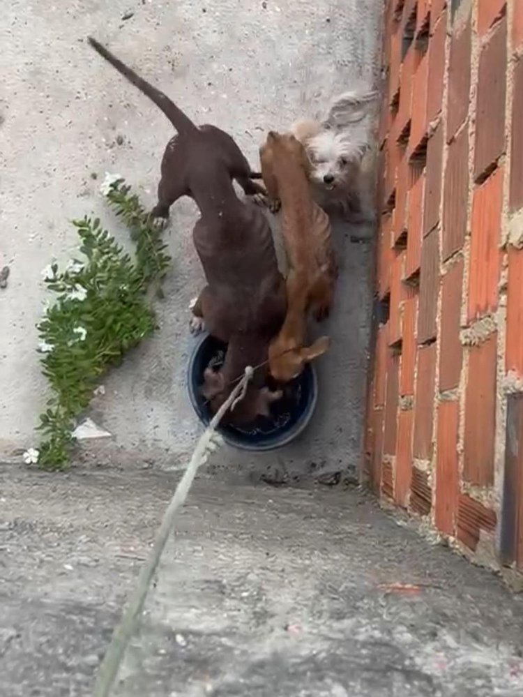 Vizinhos alimentam cachorros excessivamente magros em casa na Zona Sudeste de Teresina