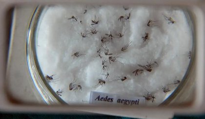 mosquito da dengue zika chikungunya (Foto: Arquivo/ Agência Brasil)