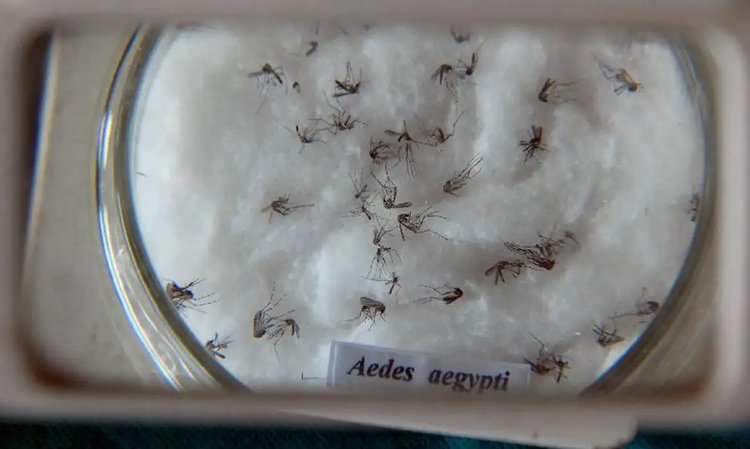 mosquito da dengue zika chikungunya