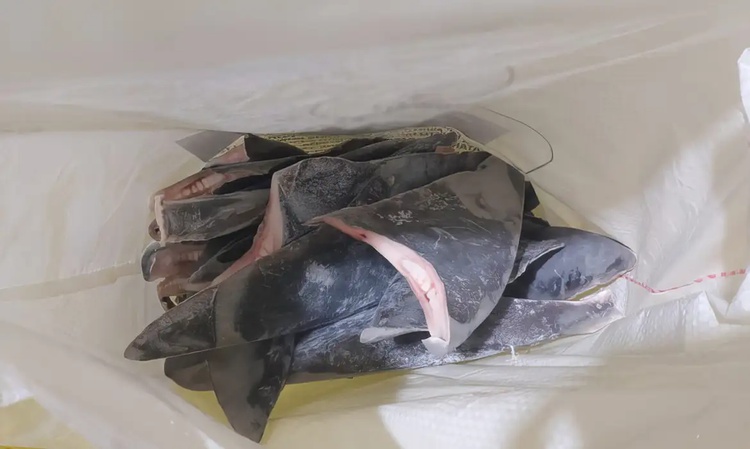 pesca peixe