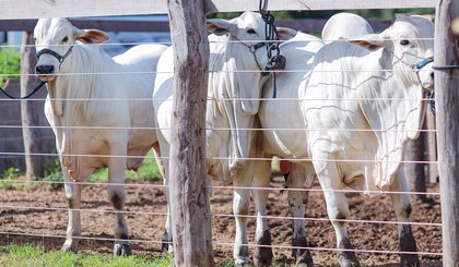 gado aftosa carne bovina exportação (Foto: Divulgação)