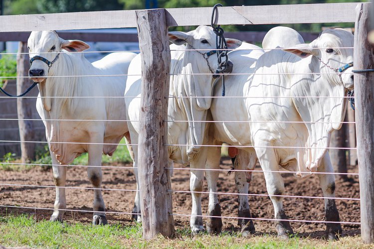 gado aftosa carne bovina exportação