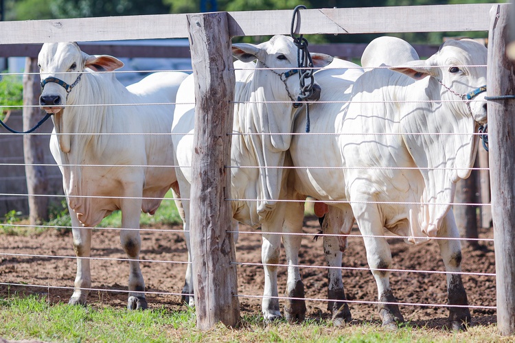 gado aftosa carne bovina exportação