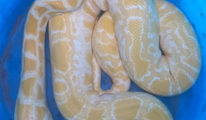 cobra tráfico de animais (Foto: Divulgação/PF)