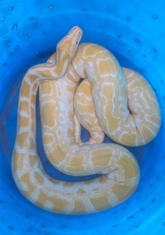 cobra tráfico de animais