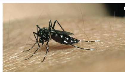 Mosquito Do Dengue (Foto: Google)