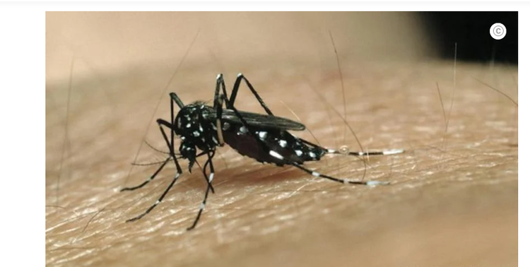 Mosquito Do Dengue