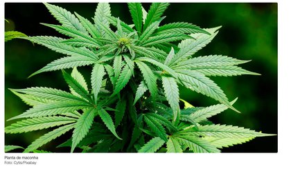 maconha (Foto: Instagram) maconha (Foto: Instagram)