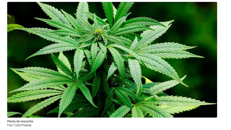 maconha
