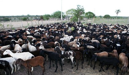 ovinocaprinocultura (Foto: Reprodução/Agência Senado)