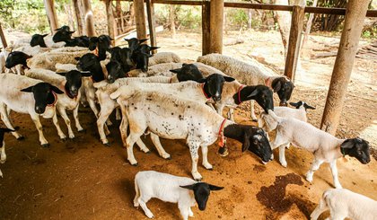 Com 3º maior rebanho do Nordeste, produção de ovinos e caprinos no Piauí fortalece a renda de pequenos produtores (Foto: Geirlys Silva/SAF)