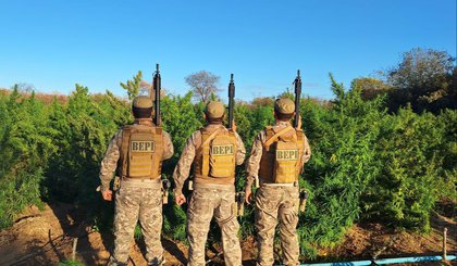 Polícia Militar localiza roça de maconha de cerca de 5 hectares na zona rural de Nazaré do Piauí (Foto: Divulgação/PM-PI)