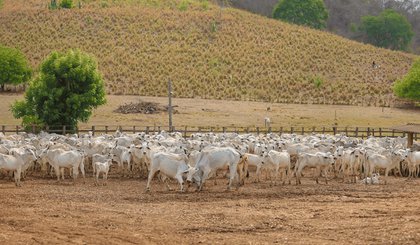 vacinação bruceloso bovina (Foto: Divulgação/Sada)