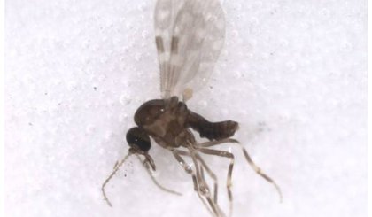 Exemplar do mosquito Culicoides paraensis, vetor da doença no Brasil (Foto: Reprodução/Governo de São Paulo)