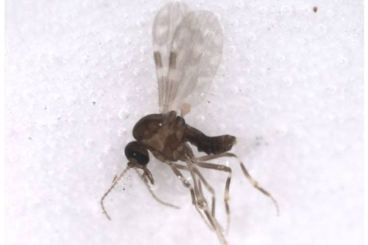Exemplar do mosquito Culicoides paraensis, vetor da doença no Brasil