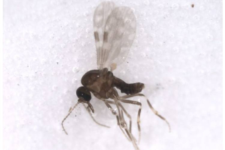Exemplar do mosquito Culicoides paraensis, vetor da doença no Brasil