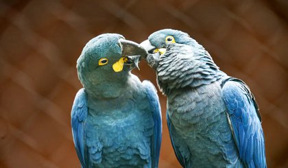 A arara-azul-de-lear faz parte da Lista Nacional de Espécies Ameaçadas de Extinção. Atualmente existem 2.200 exemplares na natureza, segundo o último censo do ICMBIO (Foto: Paulo Pinto/Agência Brasil)
