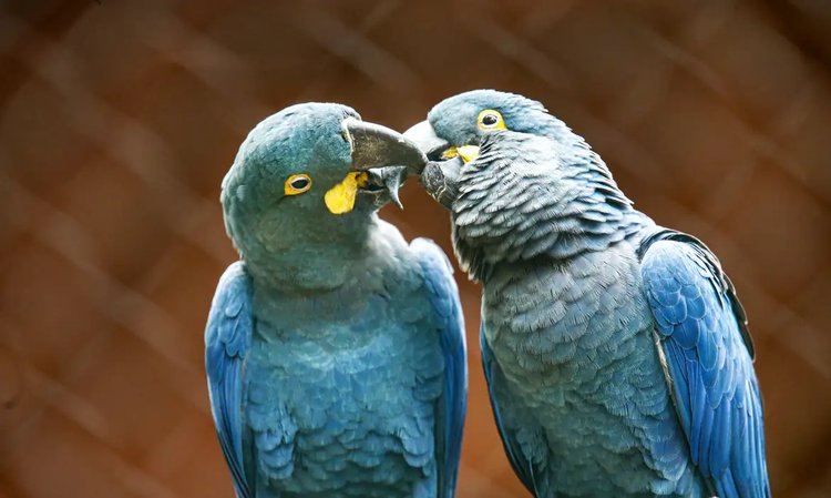 A arara-azul-de-lear faz parte da Lista Nacional de Espécies Ameaçadas de Extinção. Atualmente existem 2.200 exemplares na natureza, segundo o último censo do ICMBIO