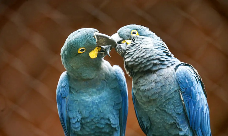 A arara-azul-de-lear faz parte da Lista Nacional de Espécies Ameaçadas de Extinção. Atualmente existem 2.200 exemplares na natureza, segundo o último censo do ICMBIO