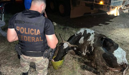 Aproximadamente 158 bovinos e 25 equinos que eram criados de forma ilegal em território indígena foram retirados em operação nesta quinta (19)• Polícia Federal do Pará (Foto: • Polícia Federal do Pará) Aproximadamente 158 bovinos e 25 equinos que eram criados de forma ilegal em território indígena foram retirados em operação nesta quinta (19)• Polícia Federal do Pará (Foto: • Polícia Federal do Pará)