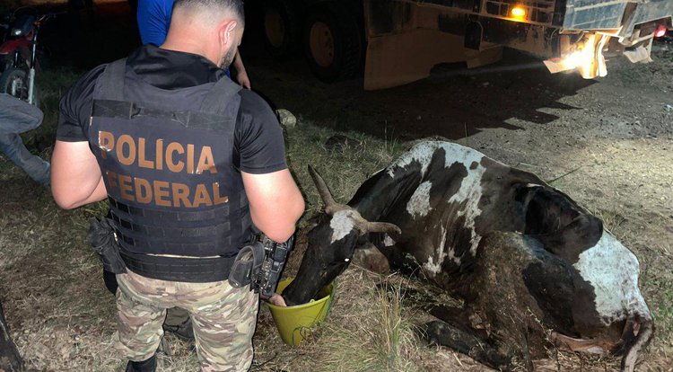 Aproximadamente 158 bovinos e 25 equinos que eram criados de forma ilegal em território indígena foram retirados em operação nesta quinta (19)• Polícia Federal do Pará