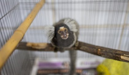 Sagui (Foto: Divulgação/Prefeitura Municipal de Canoas-RS)