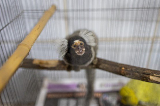 Sagui