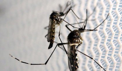 Mosquitos de Aedes aegypti são vistos no laboratório da Oxitec em Campinas (Foto: Reuters/Paulo Whitaker/Direitos Reservados) Mosquitos de Aedes aegypti são vistos no laboratório da Oxitec em Campinas (Foto: Reuters/Paulo Whitaker/Direitos Reservados)