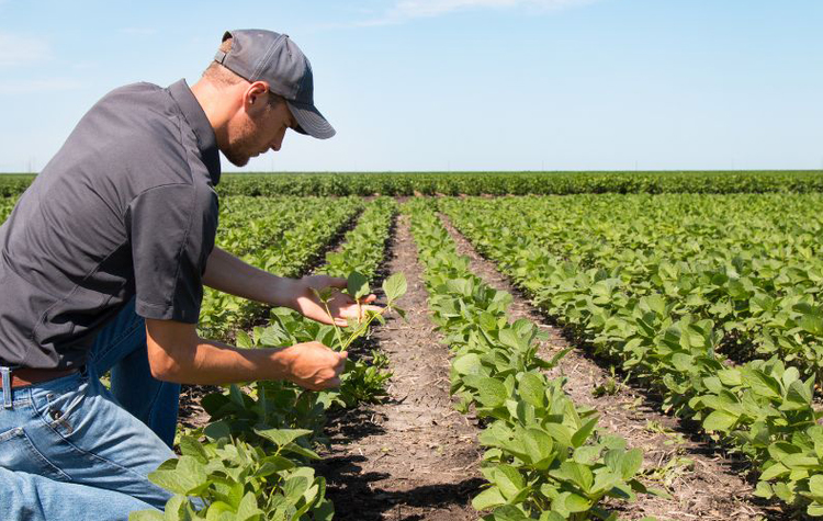 No Piauí, entre 2011 e 2021, a taxa de valor adicionado bruto do agro cresceu mais de 300%.