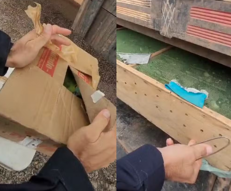 O motorista do caminhão, um homem de 45 anos, já respondia por transporte irregular de animais e maus tratos, e foi autuado novamente pelos mesmos crimes.