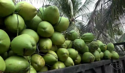 Produtores de coco investem em tecnologia para aumentar a produção e abastecer mercado durante o verão (Foto: Reprodução/TV Gazeta) Produtores de coco investem em tecnologia para aumentar a produção e abastecer mercado durante o verão (Foto: Reprodução/TV Gazeta)