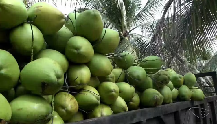 Produtores de coco investem em tecnologia para aumentar a produção e abastecer mercado durante o verão