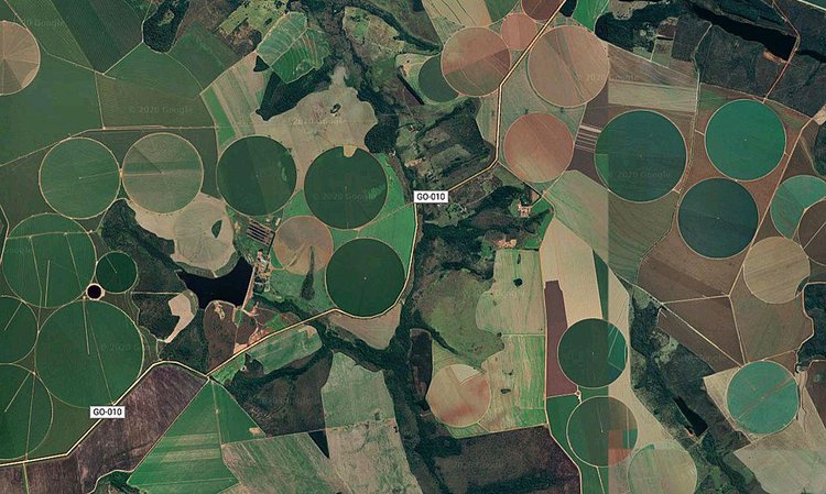 Cerrado perde 28% de vegetação em 40 anos, aponta estudo.