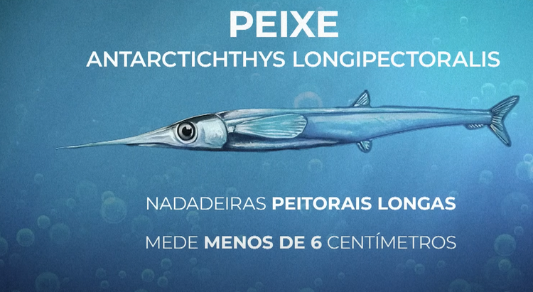 Descoberta revela novo capítulo da vida pré-histórica na Antártida