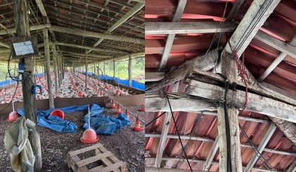 Granja em Altos é multada por condições inseguras de trabalho. (Foto: Divulgação/MPT-PI) Granja em Altos é multada por condições inseguras de trabalho. (Foto: Divulgação/MPT-PI)