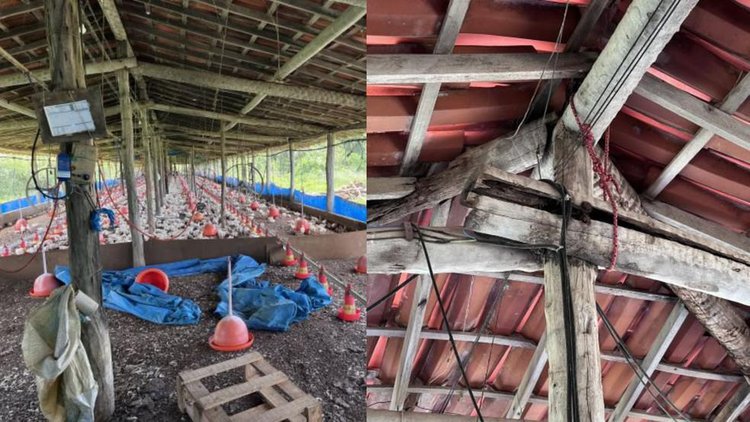 Granja em Altos é multada por condições inseguras de trabalho.