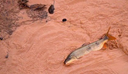 Passagem da lama pelo Rio Doce, por causa do rompimento de duas barragens em Mariana (MG). (Foto: Leonardo Merçon/Instituto Últimos Refúgios/Divulgação) Passagem da lama pelo Rio Doce, por causa do rompimento de duas barragens em Mariana (MG). (Foto: Leonardo Merçon/Instituto Últimos Refúgios/Divulgação)