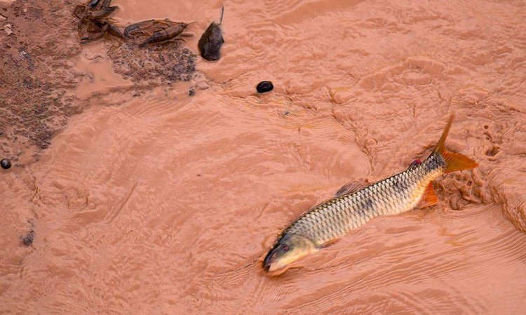 Passagem da lama pelo Rio Doce, por causa do rompimento de duas barragens em Mariana (MG).