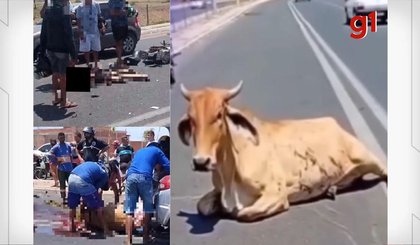 Pessoas que esquartejaram vaca viva após acidente que matou motociclista são investigadas no PI (Foto: Montagem g1) Pessoas que esquartejaram vaca viva após acidente que matou motociclista são investigadas no PI (Foto: Montagem g1)