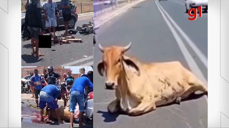Pessoas que esquartejaram vaca viva após acidente que matou motociclista são investigadas no PI
