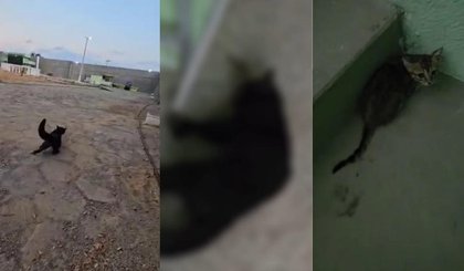 Polícia investiga morte de nove gatos em penitenciária no Piauí. (Foto: Montagem g1)