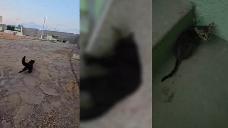Polícia investiga morte de nove gatos em penitenciária no Piauí.