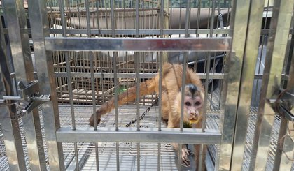 Polícia Militar resgata animais silvestres mantidos em cativeiro em Parnaíba. (Foto: Ascom PM-PI)