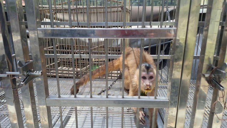 Polícia Militar resgata animais silvestres mantidos em cativeiro em Parnaíba.