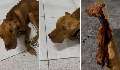 Cachorro desnutrido é salvo de maus-tratos no Piauí. (Foto: Reprodução / Instagram) Cachorro desnutrido é salvo de maus-tratos no Piauí. (Foto: Reprodução / Instagram)
